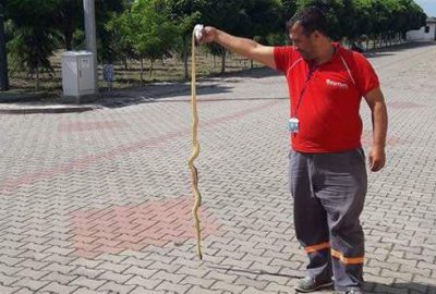 Bursa’da okul bahçesinde yılan alarmı