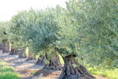 İznik Belediyesi’nden satılık zeytinlik!