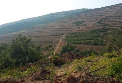 1 milyon yabani meyveli orman ağacı dikildi