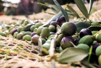 Zeytinliklerle ilgili madde tasarıdan çıkartılıyor!