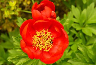 Bu çiçeği koparmanın cezası 42 bin lira