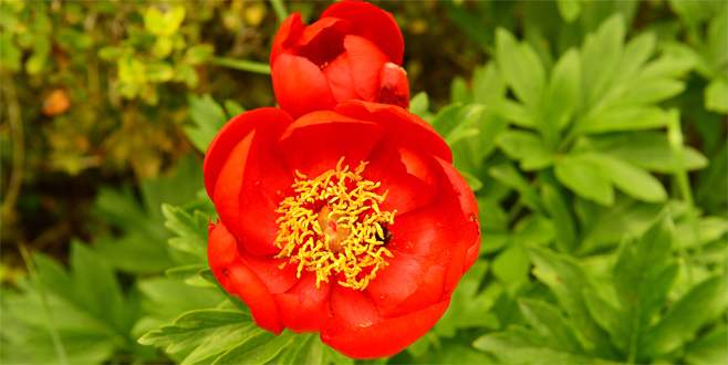 Bu çiçeği koparmanın cezası 42 bin lira