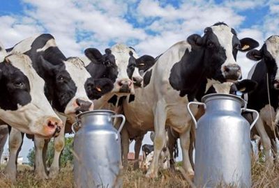 Havadan 4 bin inek indirilecek