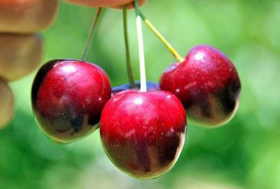 Çin’e kiraz ihracatının ‘kapısı aralandı’