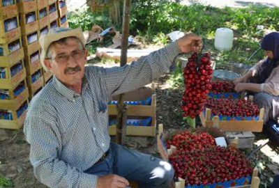Bursa’da kirazın ‘lakıl’ hali 30 lira
