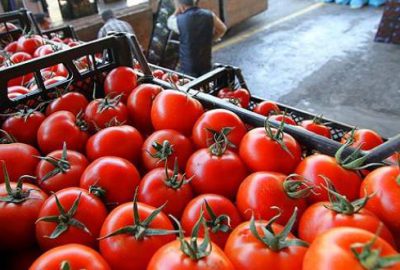 ‘Rusya ve Türkiye domates ithalatını görüşecek’