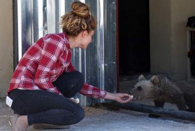 Yavru ayı ‘Bivan’ uçakla Bursa’ya getiriliyor