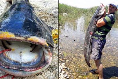 İznik Gölü’nde 1,7 metrelik yayın balığı yakalandı
