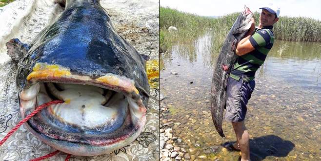İznik Gölü’nde 1,7 metrelik yayın balığı yakalandı