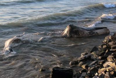 Hatay’da beyaz balina kıyıya vurdu