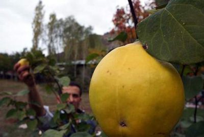 Türkiye’nin Rusya’ya ayva ihracatı 2 kat arttı