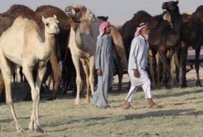 Sıra develere geldi