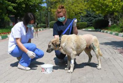 Bursa’da karnında tümör bulunan sokak köpeği ameliyatla hayata tutundu