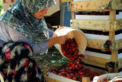 Kiraz üreticisi Rusya’dan umutlu