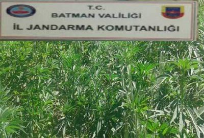 Batman’da 2 bin 450 kök kenevir ele geçirildi