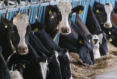 Türkiye Rus et üreticilerini denetleyecek