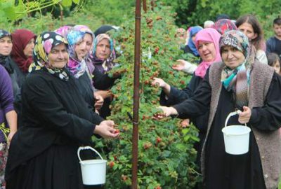 Ahududu üreticisinden fiyat tepkisi