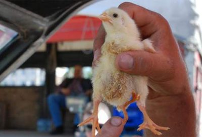 ‘Dört bacaklı civciv’ görenleri şaşırtıyor