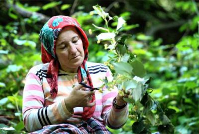 Dünyanın en büyük ıhlamur ormanında hasat başladı