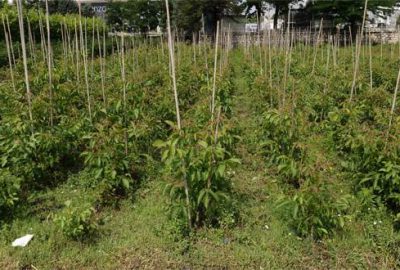 Bursa’da orman köylerine 30 bin ceviz fidanı