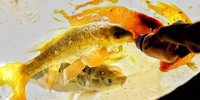 Balıkları biberonla besliyorlar