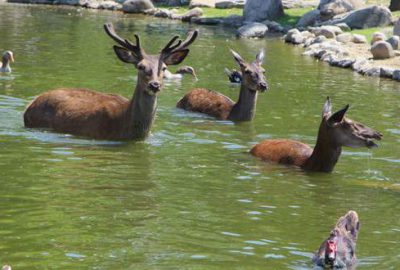 Bursa’da sıcaktan bunalan hayvanlar böyle serinledi
