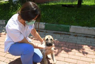 Kanlar içinde bulunan köpek hayata döndürüldü