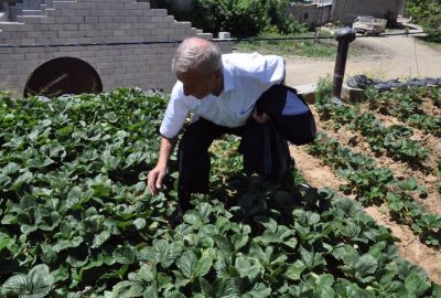 Evinin damını bostana çevirdi