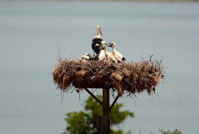 Leylek Festivali için geri sayım