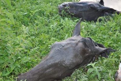 Kesik at başları mahalleyi ayağa kaldırdı