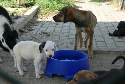 Büyükşehir sokak hayvanları için su kabı dağıtıyor