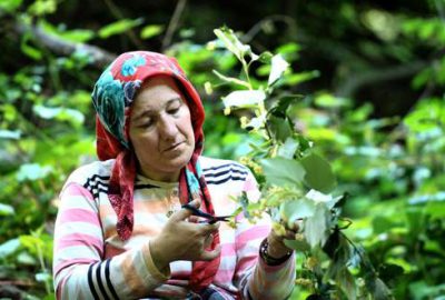 Ihlamur ormanında hasat başladı