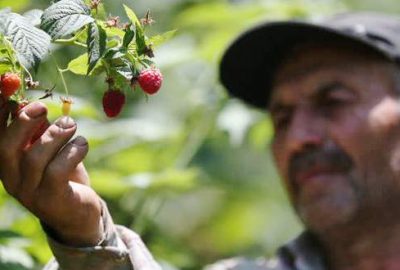 Yağışlar ahududuyu dalında çürüttü