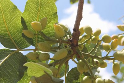 Siirt’te bahçeler fıstık doldu
