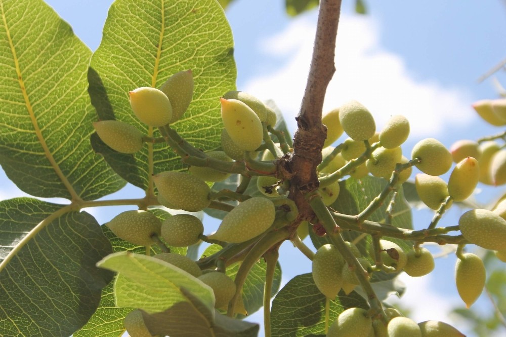 Siirt’te bahçeler fıstık doldu
