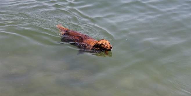 Sıcaktan bunalan köpek, kendini denize attı Mersin, Kuzey Afrika’dan gelen kuvvetli sıcak havanın etkisiyle adeta kavrulurken,