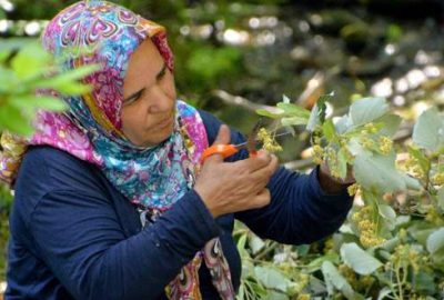 Türkiye’nin en kaliteli ıhlamuru Karacabey’de