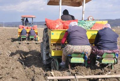 İnegöl’de patates hasadı başlıyor