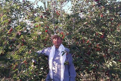 Başkan Bilaloğlu: 20 bin ton vişne bekliyoruz