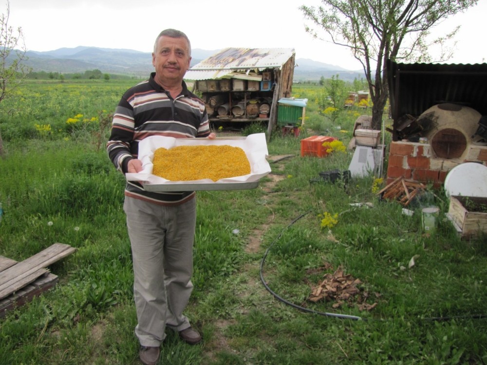 Hisarcık’ta uzun süren bahar polen üretimini arttırdı