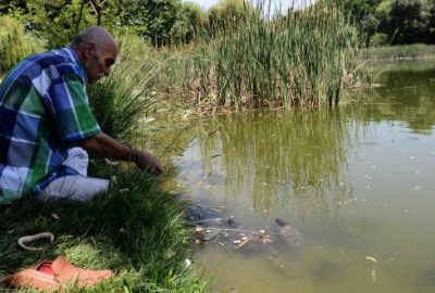Sıcaktan bunalan yüzlerce kaplumbağayı ekmekle besliyor