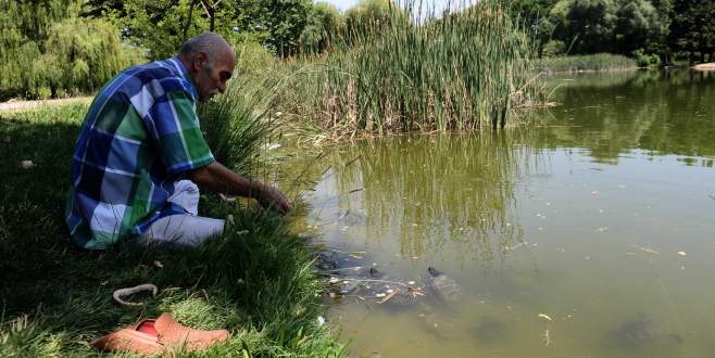 Sıcaktan bunalan yüzlerce kaplumbağayı ekmekle besliyor