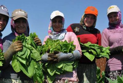 Bursa’da tütün hasadı başladı