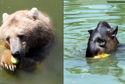Bursa Hayvanat Bahçesi’nde hayvanlar böyle serinliyor