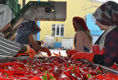 Hollanda’ya salça ihracatı sürecek