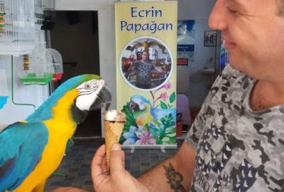 Papağanlara dondurmalı serinlik
