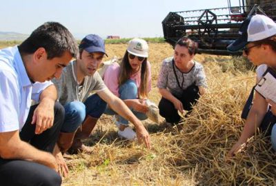 Buğday hasadı mercek altında