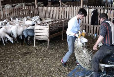 Koyun kırkımında hijyene dikkat