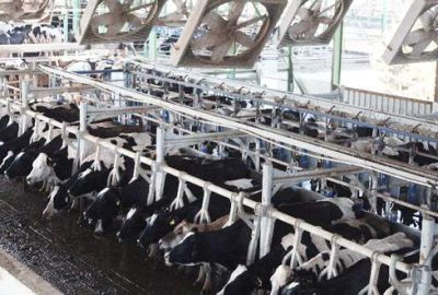 İneklere 5 yıldızlı serinlik