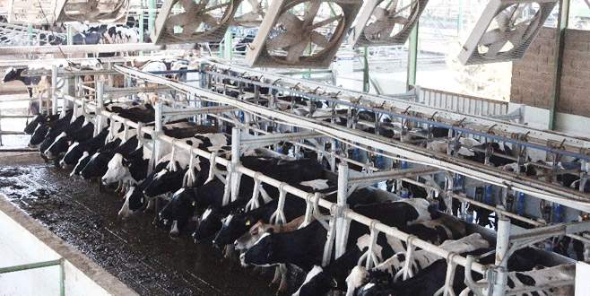 İneklere 5 yıldızlı serinlik